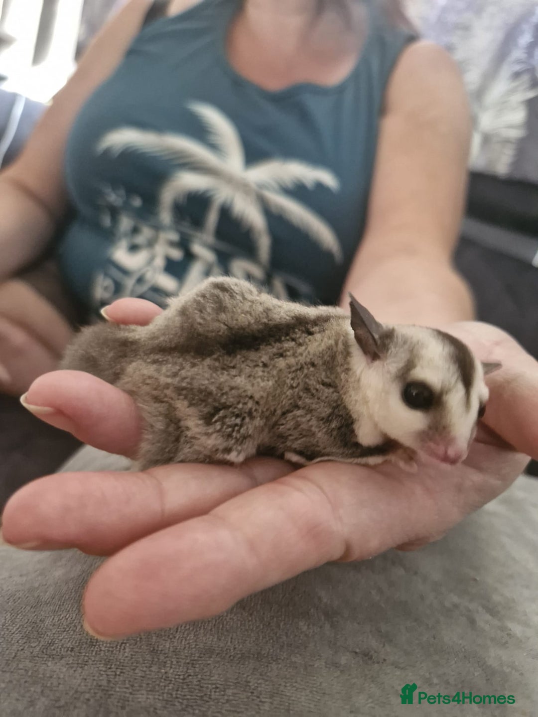 Sugar Glider rodents for sale: Breeding pair of  sugar gliders ready 13th sept   - Image 15