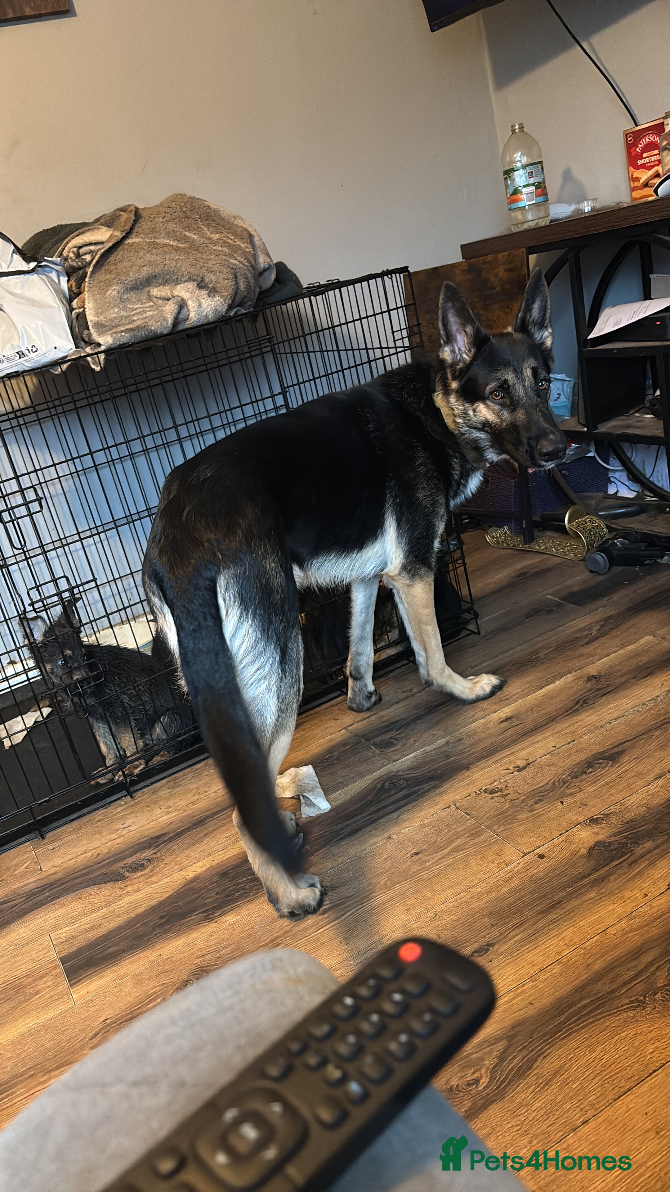 German Shepherd dogs Badger - Advert 3