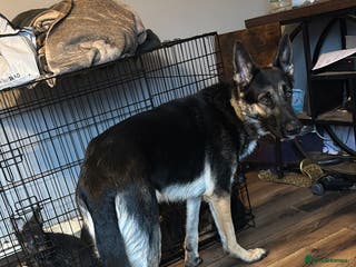 German Shepherd dogs Badger - Advert 8