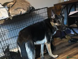 German Shepherd dogs Badger - Advert 13