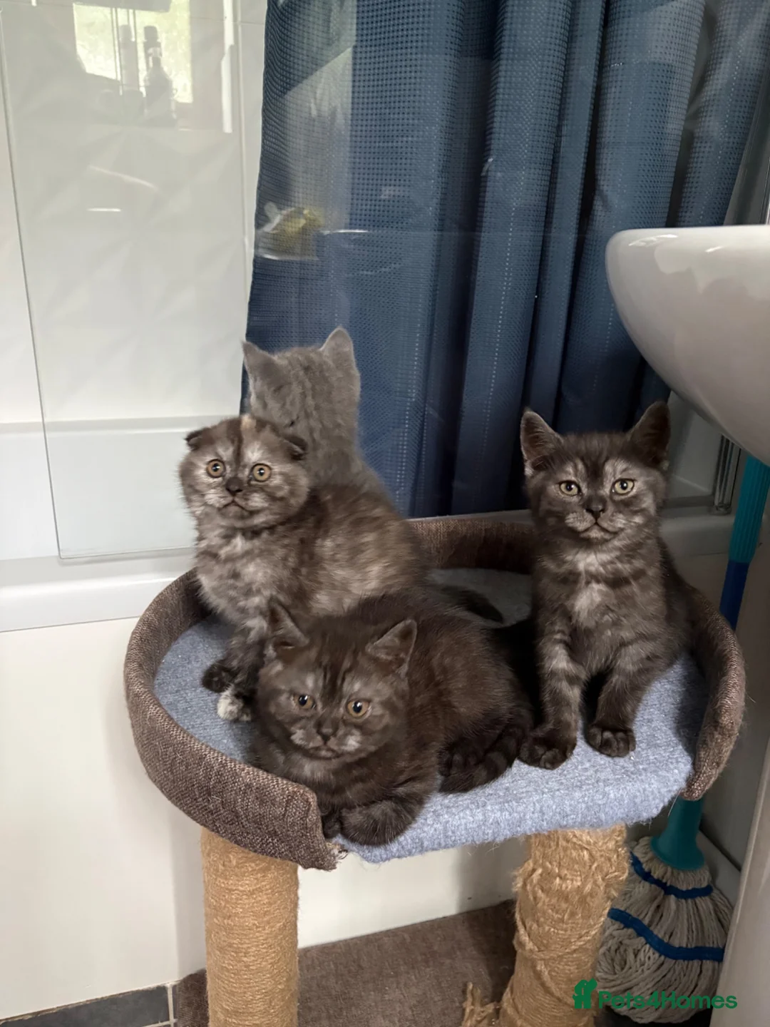 Scottish Fold cats for sale: 🐾Last Boy looking for his new lovely home - Advert 2