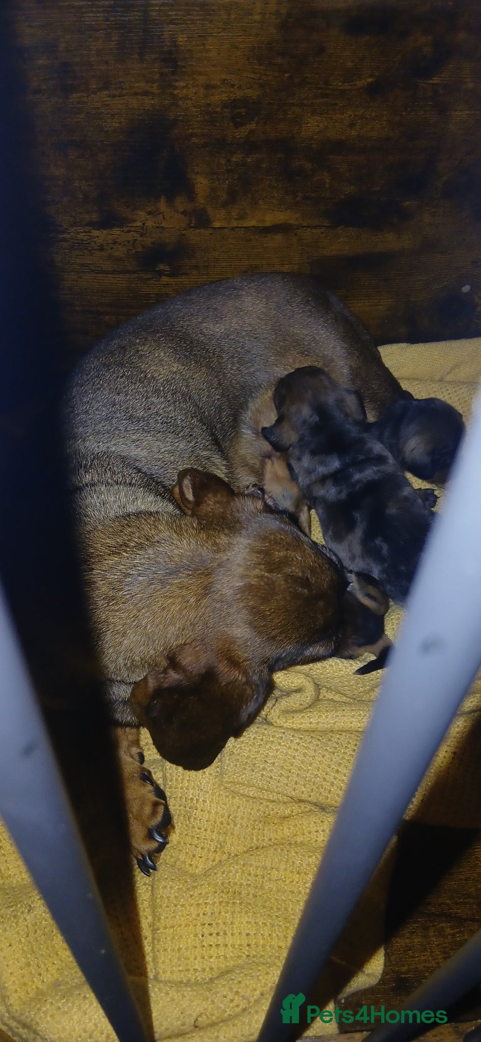 Miniature Dachshund dogs Miniture dachshund Pups - Advert 1