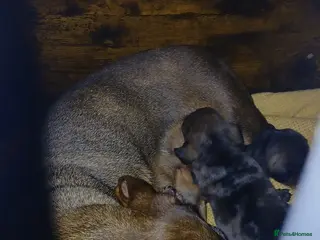 Miniature Dachshund dogs Miniture dachshund Pups - Advert 1