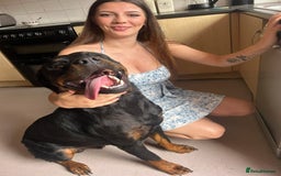 Rottweiler dogs for sale: Rottweiler  - Image 1