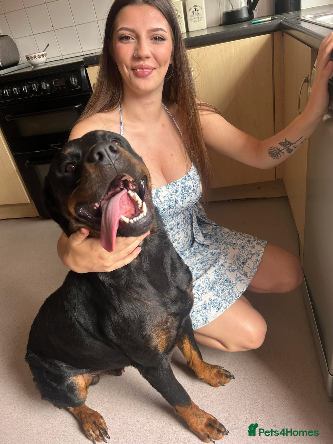 Rottweiler dogs for sale: Rottweiler  - Image 1