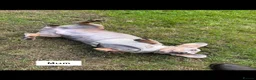 Miniature Dachshund dogs for sale: Beautiful Miniature Dachshund Puppies - Advert 39