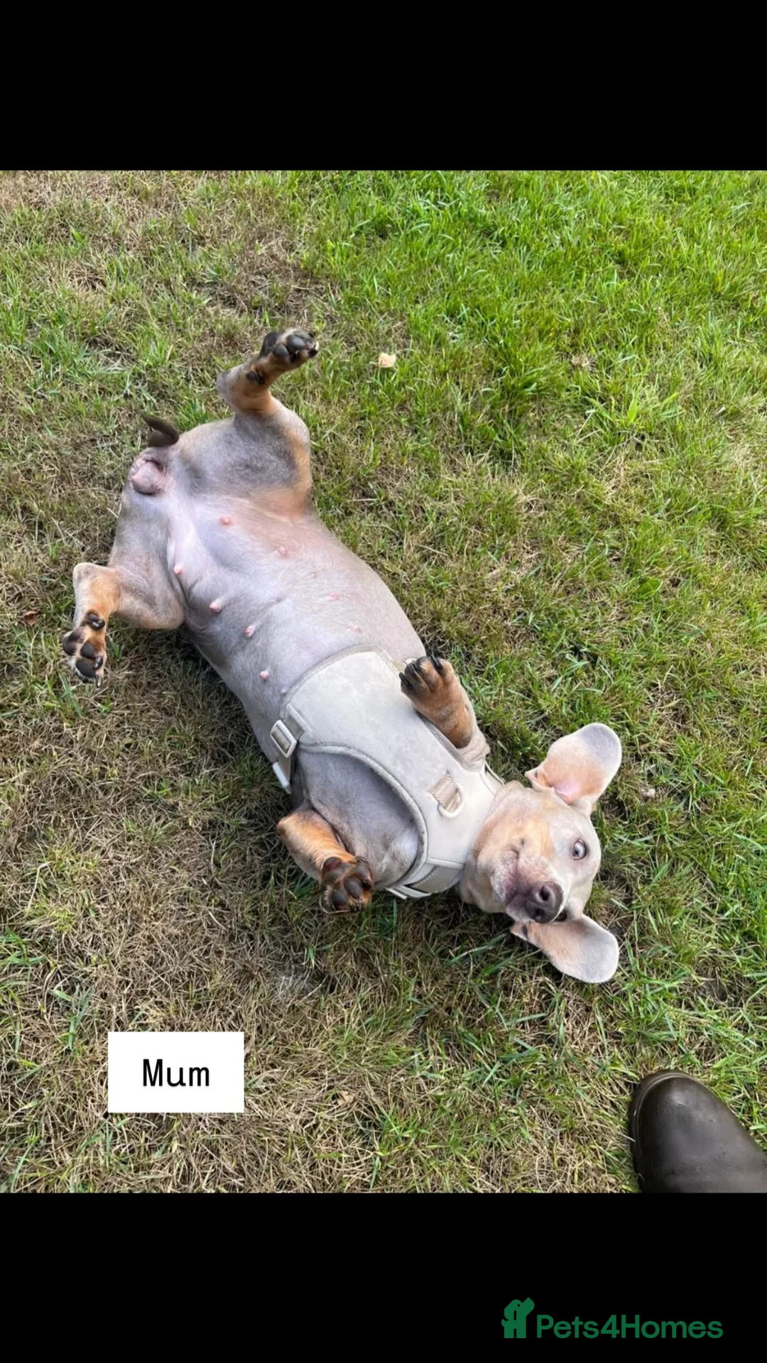Miniature Dachshund dogs for sale: Beautiful Miniature Dachshund Puppies - Advert 39
