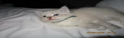Siberian cats for sale: 🐾 Beautiful Siberian Kittens💙 - Advert 6