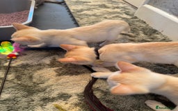 Burmese cats for sale: Burmese Kittens For Sale - Advert 3