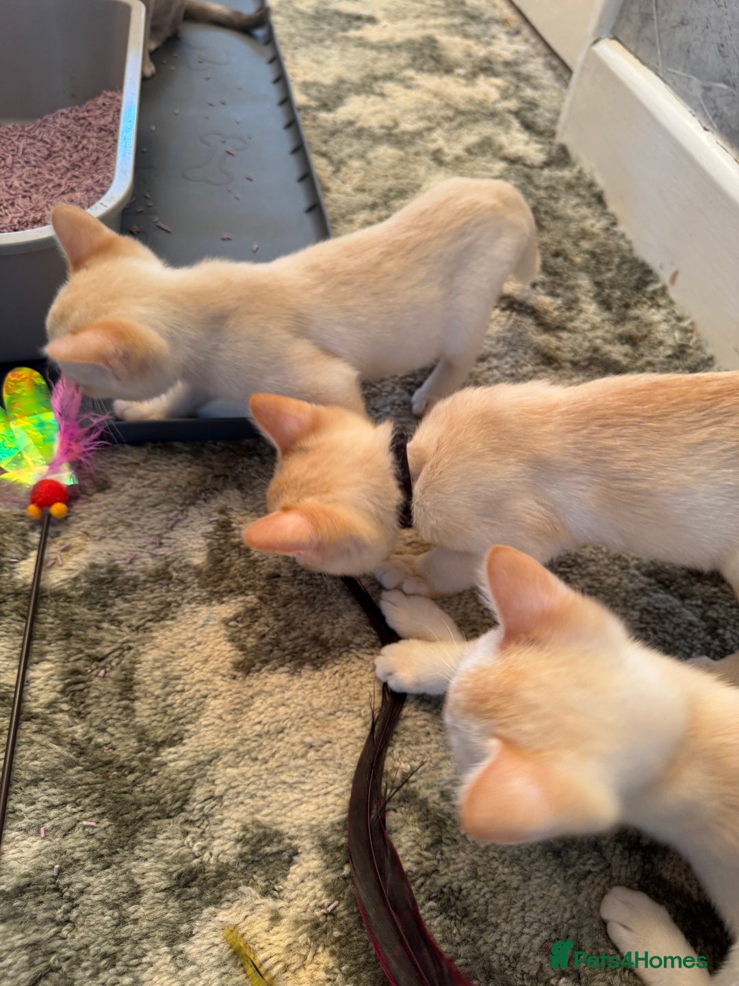 Burmese cats for sale: Burmese Kittens For Sale - Advert 3