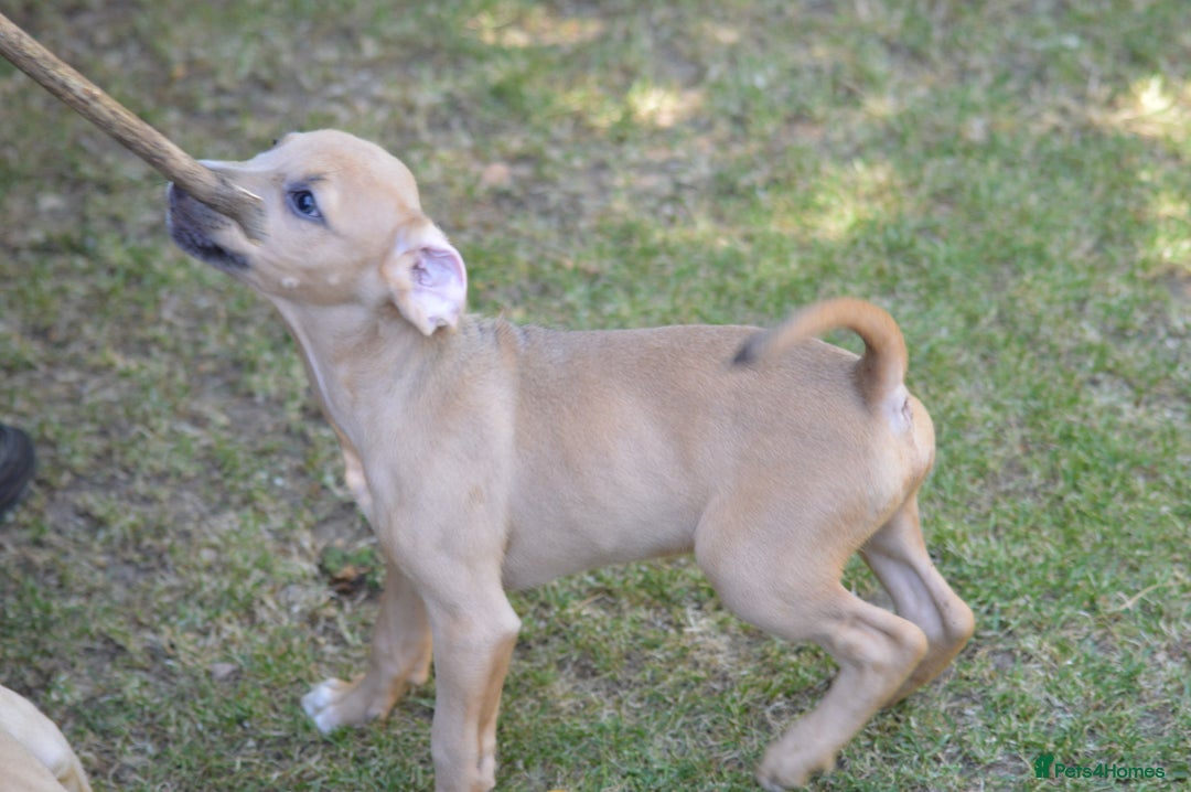 Mixed Breed dogs for sale: Mixed Breed Pups - Image 4