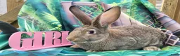 Continental Giant rabbits for sale: Continental giant rabbits  - Advert 1
