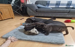 Mixed Breed dogs for sale: 4 pups - Image 6