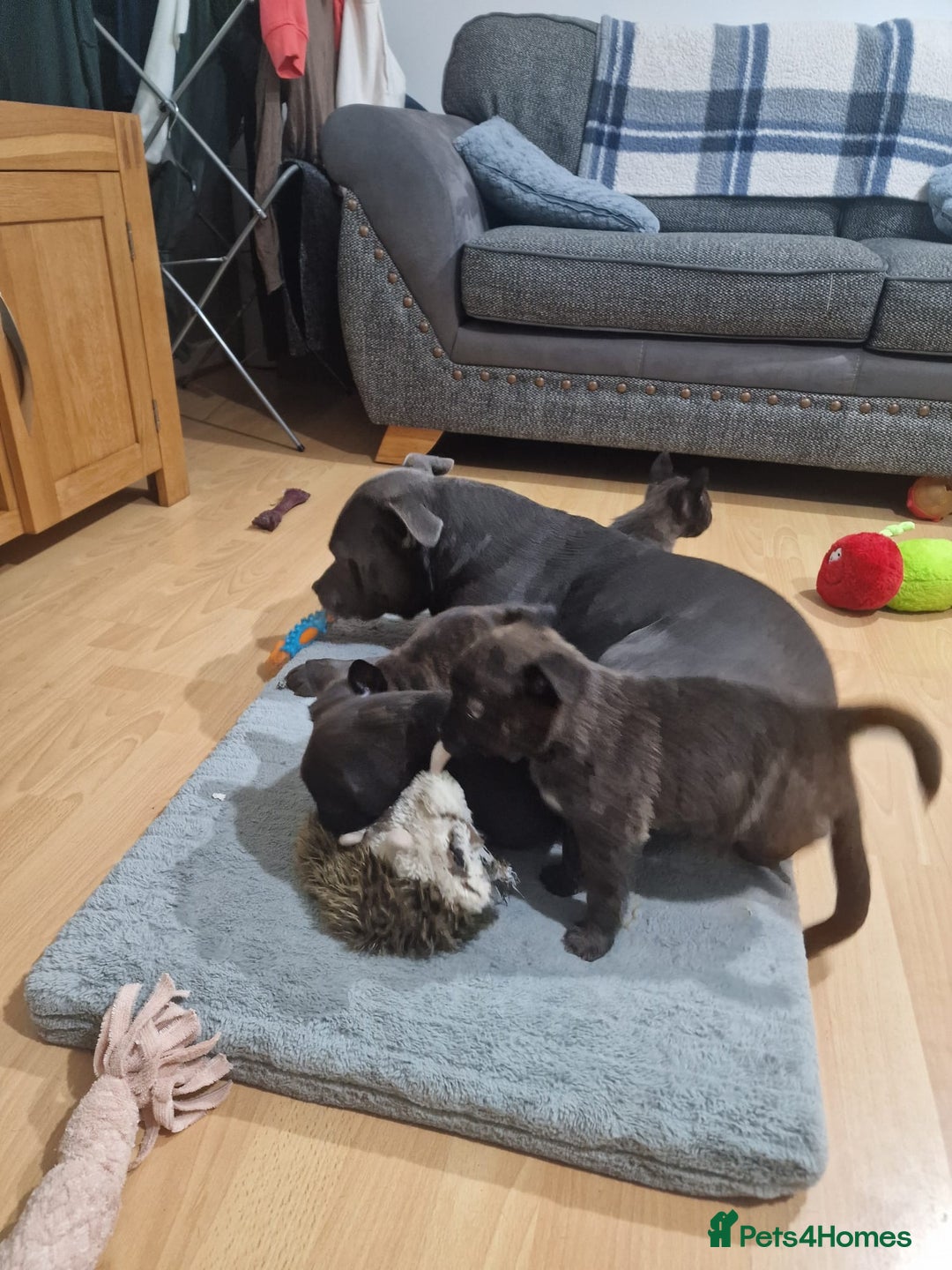 Mixed Breed dogs for sale: 4 pups - Image 6