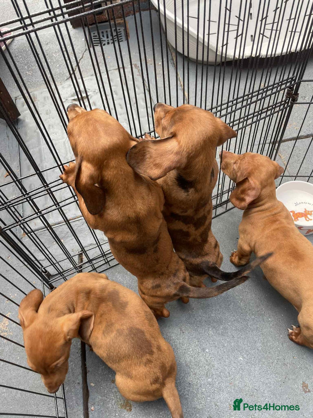 Dachshund dogs for sale: Gorgeous Dachshund Puppies  - Image 14