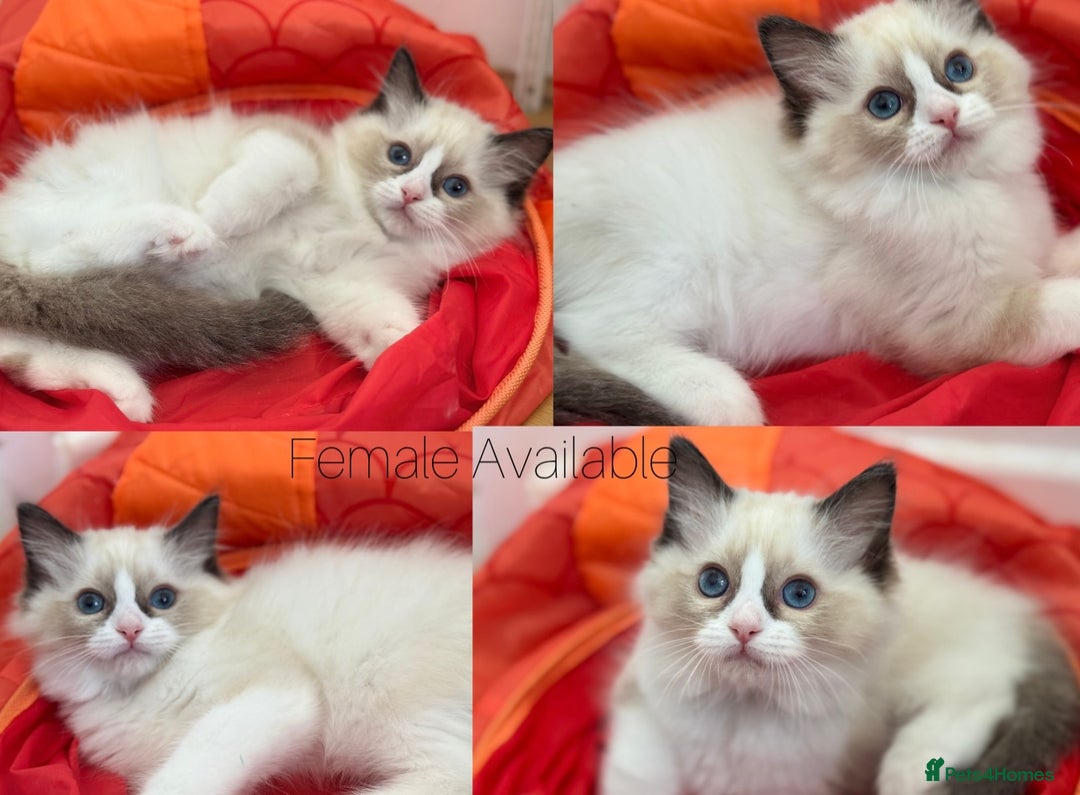 Ragdoll cats for sale: Fluffy  Ragdolls Kittens Ready to Go ✨ - Image 3