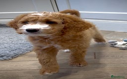 Mixed Breed dogs for sale: Health Tested miniature Goldendoodles  - Image 3
