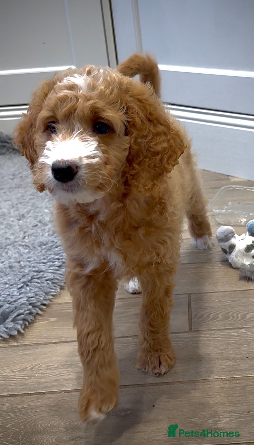 Mixed Breed dogs for sale: Health Tested miniature Goldendoodles  - Image 3