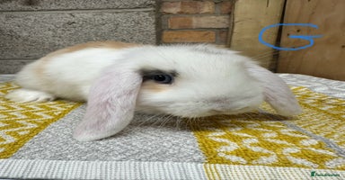 Mini Lop rabbits - Advert 2