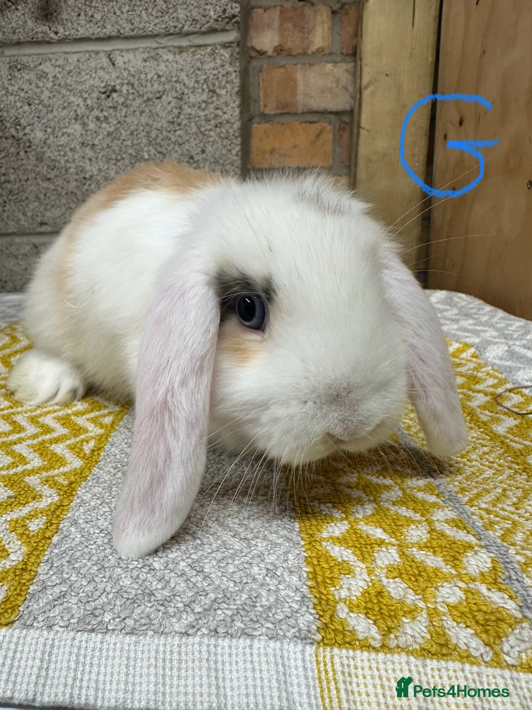 Mini Lop rabbits for sale: Mini Lop Rabbits For Sale  - Image 2
