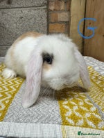 Mini Lop rabbits - Advert 1