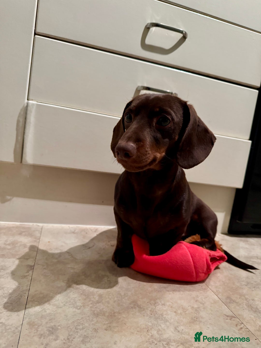 Miniature Dachshund dogs for sale: Wilbur the mini dachshund  - Image 3