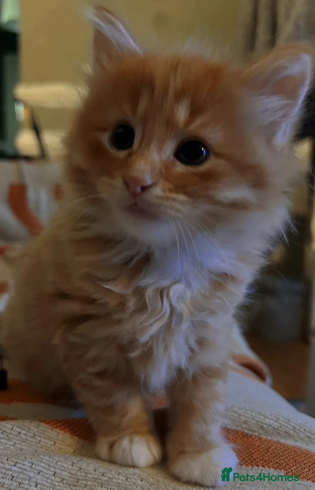 Mixed Breed cats for sale: Beautiful little boy ready for his new home ❤️ in Leicester - Advert 2