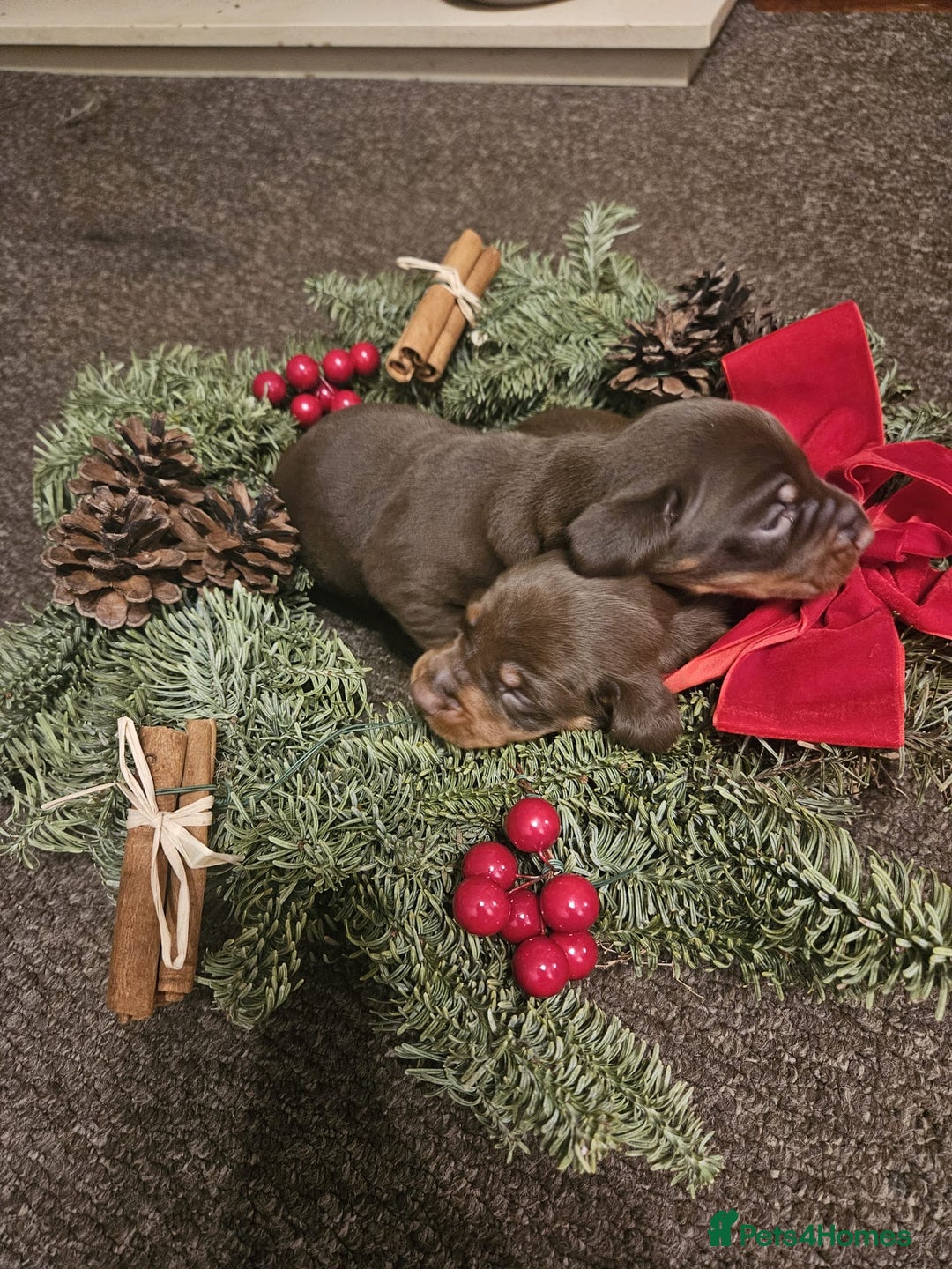 Miniature Dachshund dogs for sale: Gorgeous  **  for  **  dachshund puppy 🐶  - Advert 10