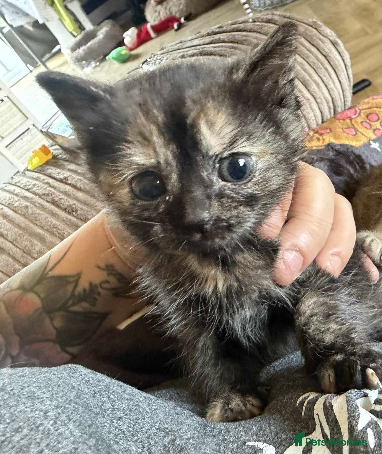 British Shorthair cats British shorthair kittens only 1 left  - Advert 10