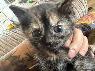 British Shorthair cats British shorthair kittens only 1 left - Advert 10