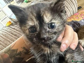 British Shorthair cats British shorthair kittens only 1 left - Advert 12