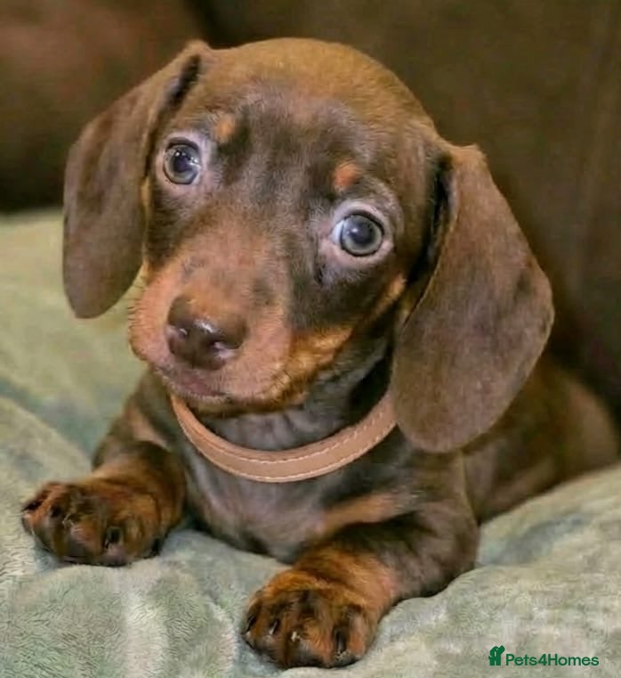 Miniature Dachshund dogs KC Reg Beautiful Dachshund Puppies  - Advert 9