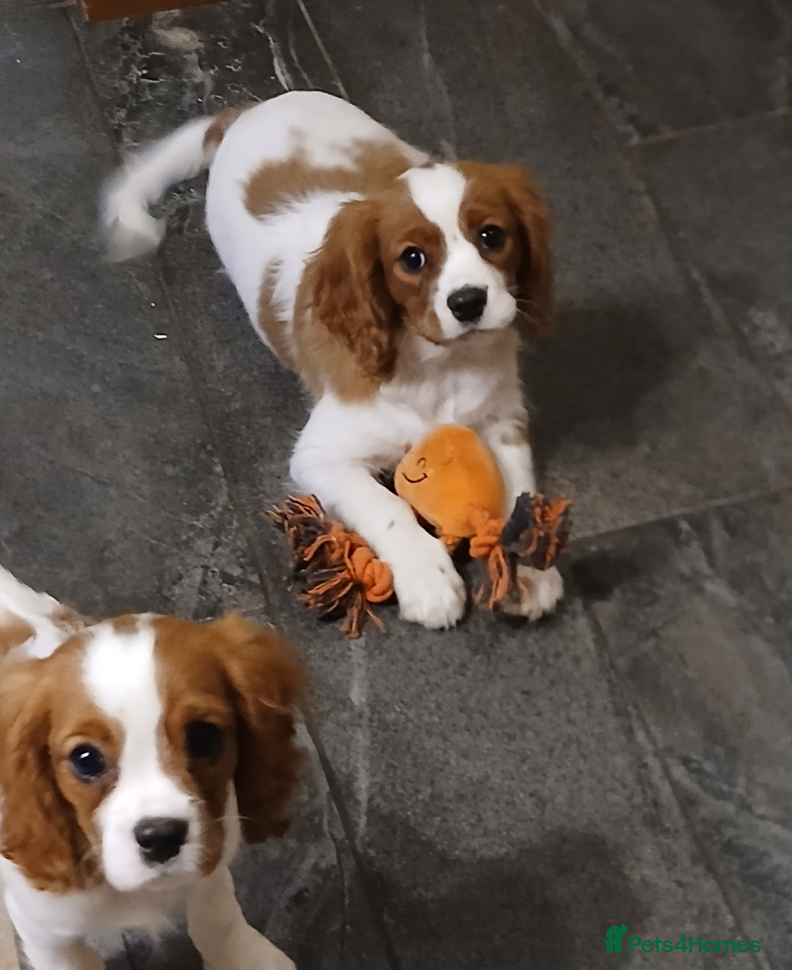 Cavalier King Charles Spaniel dogs FULLY VACCINATED Gorgeous BOYS - Advert 10