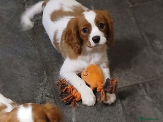Cavalier King Charles Spaniel dogs FULLY VACCINATED Gorgeous BOYS - Advert 9