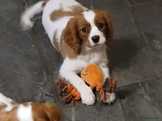 Cavalier King Charles Spaniel dogs Last Boy - Advert 9