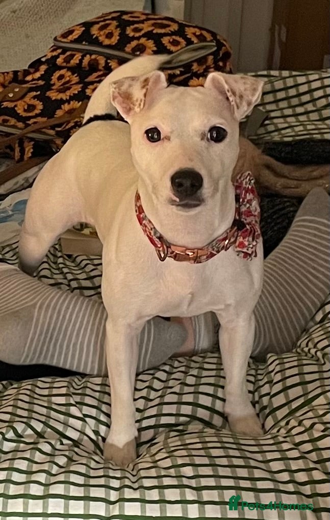 Parson Russell dogs Beautiful Parson Russell with unusual markings - Advert 1