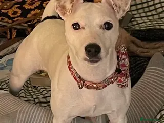 Parson Russell dogs Beautiful Parson Russell with unusual markings - Advert 1