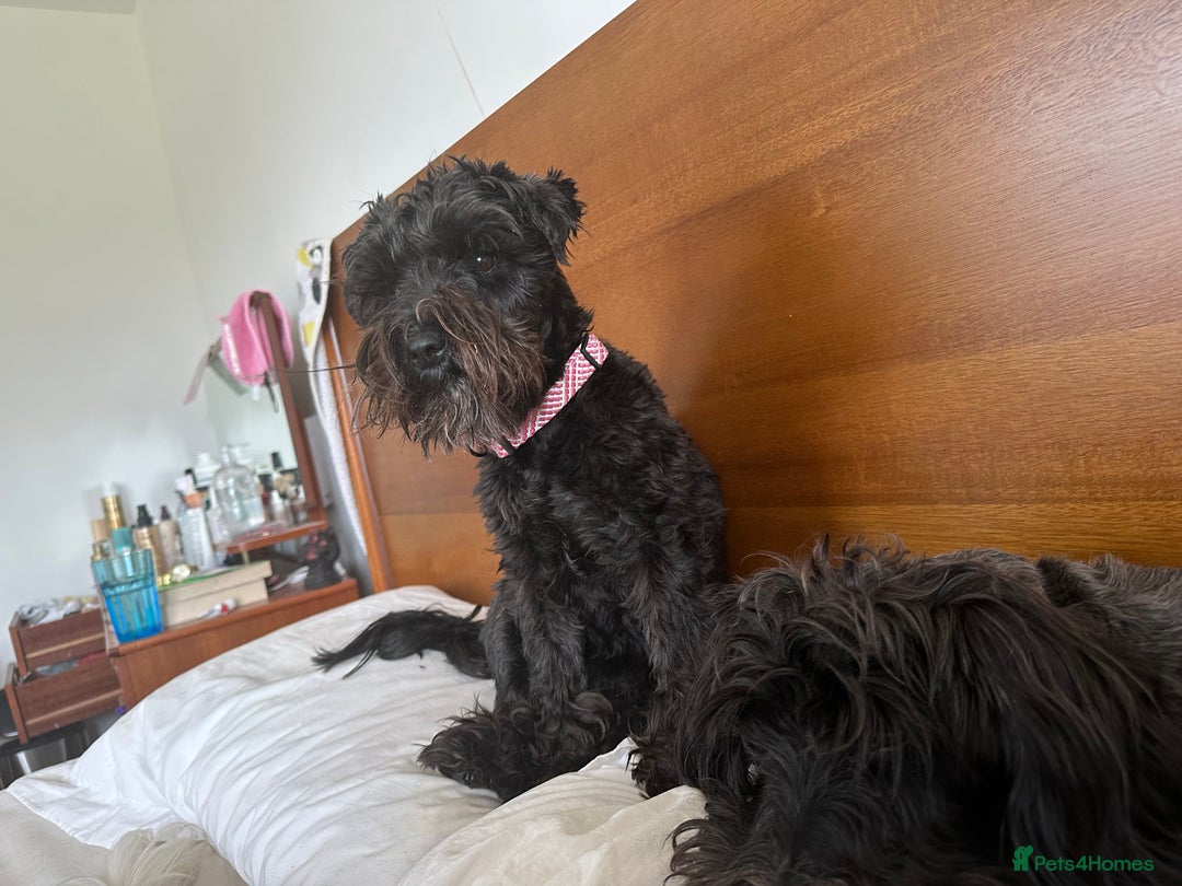 Miniature Schnauzer dogs for sale: 🎄🧑‍🎄Gorgeous KC Reg mini Schnauzers - Image 3