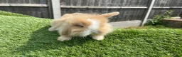Mini Lion Lop rabbits for sale: Mini Lion Lops for sale  - Advert 9