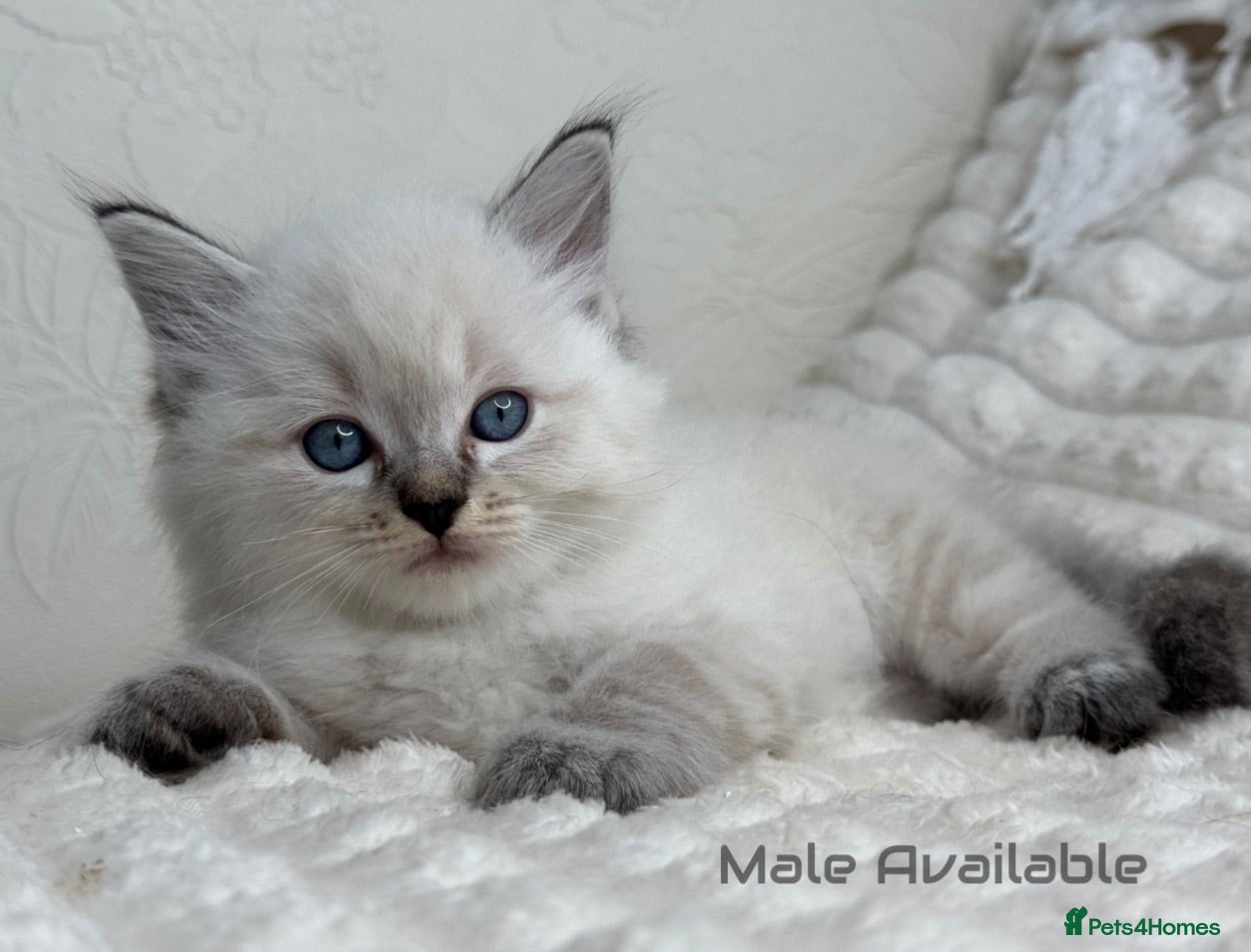 Ragdoll cats for sale: Pure Ragdoll Kitties  - Advert 1
