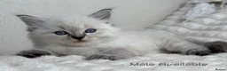 Ragdoll cats for sale: Pure Ragdoll Kitties  - Advert 4