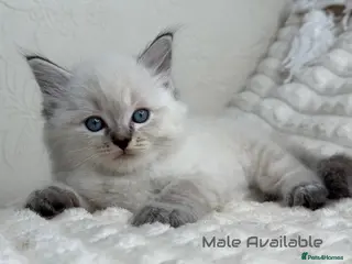 Ragdoll cats Pure Ragdoll Kitties - Advert 5