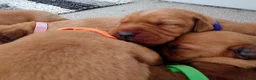 Labrador Retriever dogs for sale: KC Registered Fox Red Labrador  - Advert 4