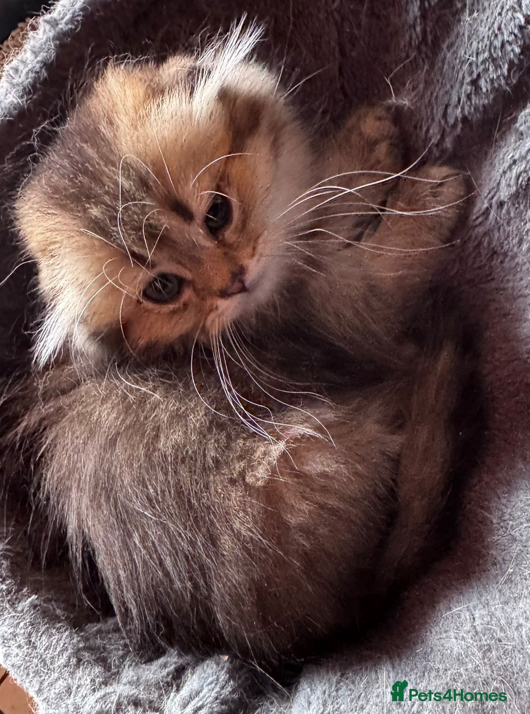 Scottish Fold cats for sale: Scottish fold kittens in hull - Image 14