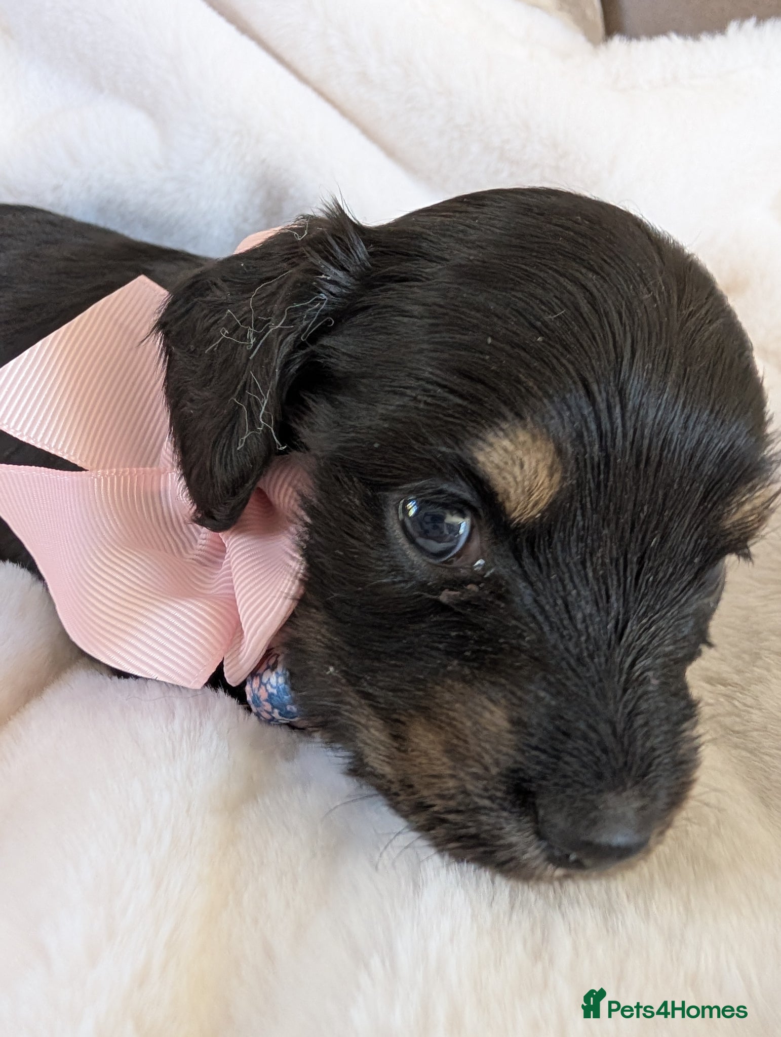 Miniature Dachshund dogs Stunning long haired miniature dachshunds  - Advert 10