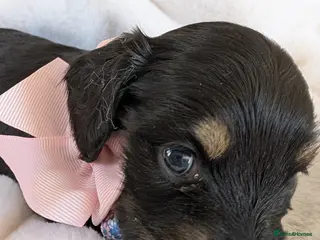 Miniature Dachshund dogs Stunning long haired miniature dachshunds - Advert 12