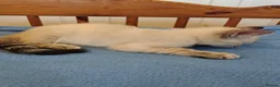 Mixed Breed cats for sale:  1 girl left lynx point - BLUE eyed ragdoll mix - Advert 33
