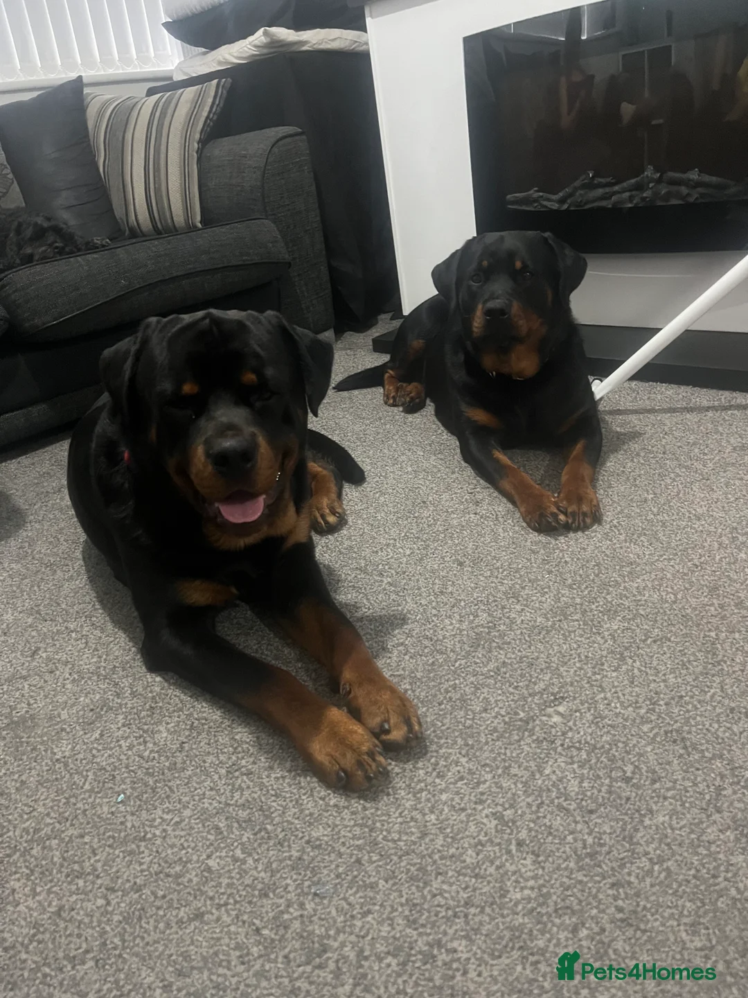 Rottweiler dogs for sale: Family raised Rottweiler pair  - Advert 3