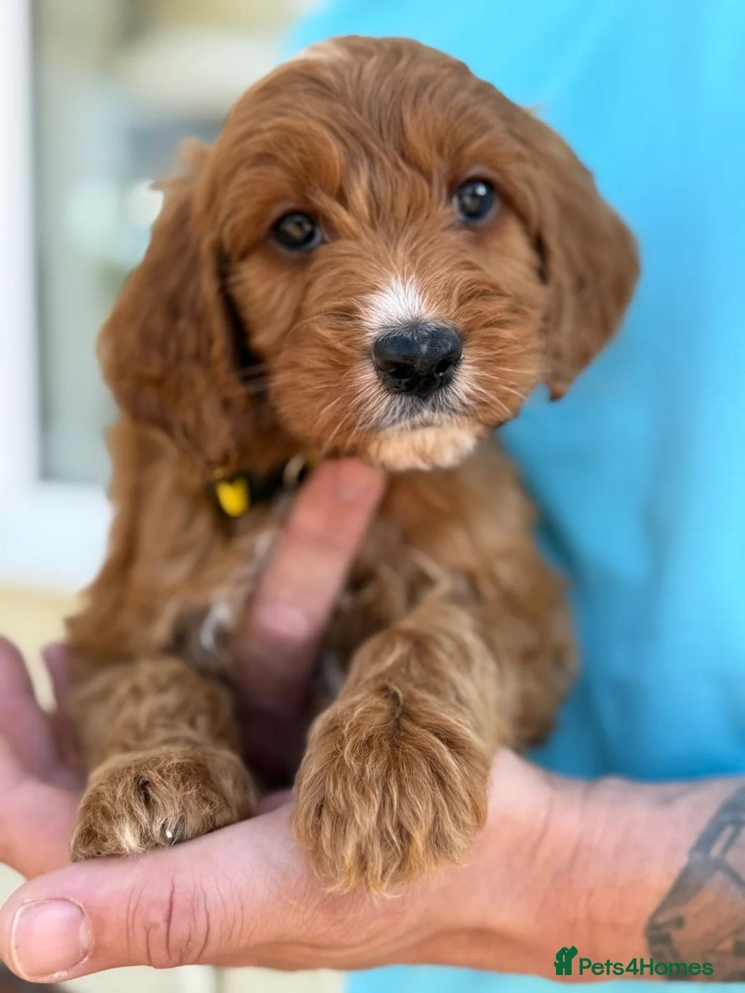 Cockapoo dogs for sale: Gorgeous F1 Cockapoo puppies  - Advert 2
