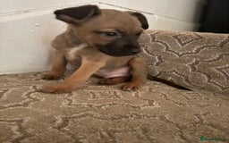 Mixed Breed dogs for sale: Mixed German Shepard ridgeback  - Image 13